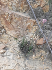 Dianthus bolusii