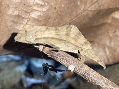 Rieppeleon brevicaudatus