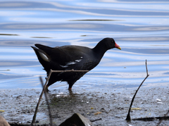 Gallinula chloropus