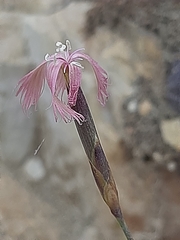 Dianthus bolusii