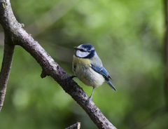 Cyanistes caeruleus