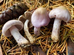 Inocybe pallidicremea