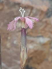 Dianthus bolusii