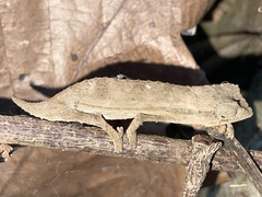 Rieppeleon brevicaudatus