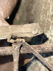Rieppeleon brevicaudatus
