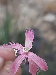 Dianthus bolusii