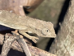 Rieppeleon brevicaudatus