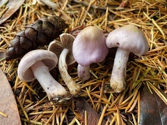 Inocybe pallidicremea