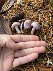 Inocybe pallidicremea
