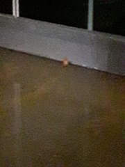 Zonotrichia albicollis