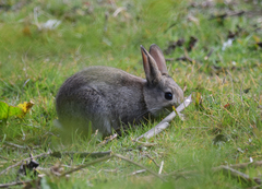 Oryctolagus cuniculus