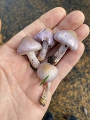 Inocybe pallidicremea