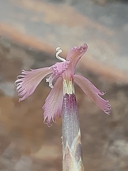 Dianthus bolusii