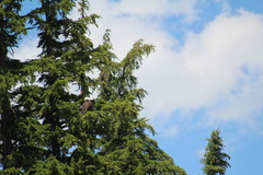 Haliaeetus leucocephalus