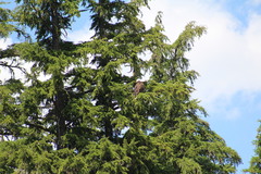 Haliaeetus leucocephalus