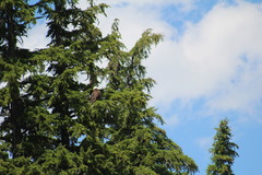 Haliaeetus leucocephalus