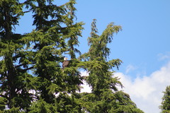 Haliaeetus leucocephalus