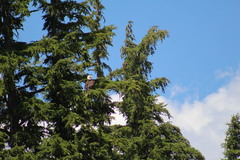 Haliaeetus leucocephalus