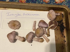 Inocybe pallidicremea