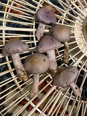 Inocybe pallidicremea