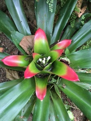 Nidularium innocentii