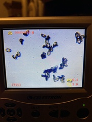 Inocybe pallidicremea