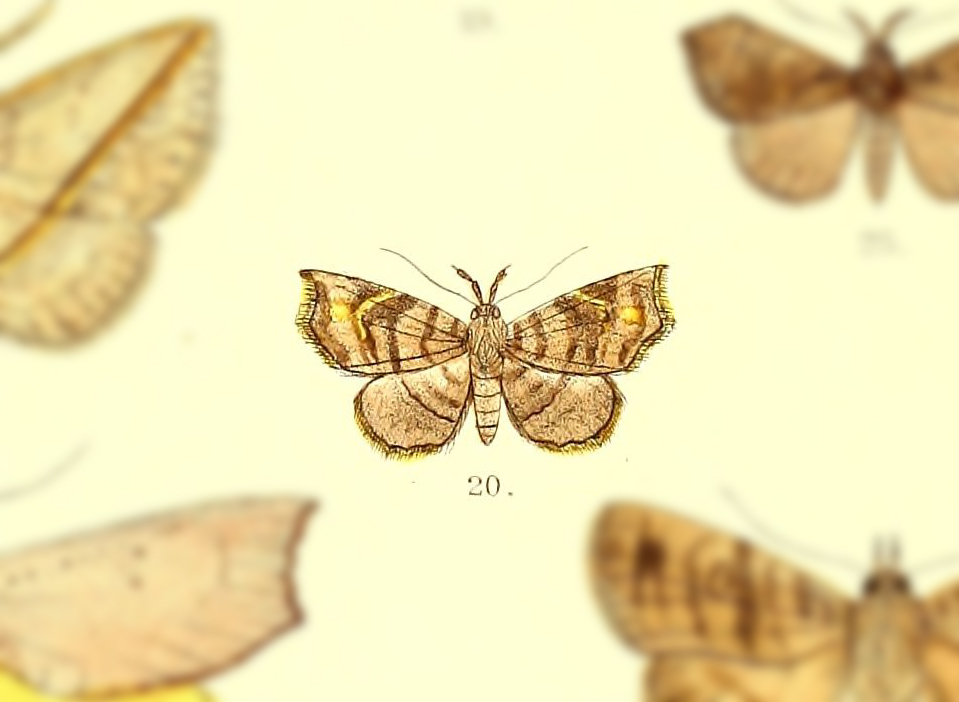 Egnasia fasciata