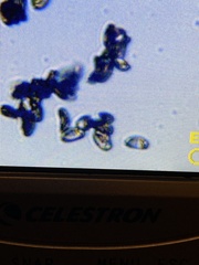 Inocybe pallidicremea