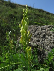 Astragalus cicer