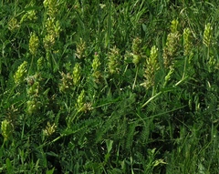 Astragalus cicer