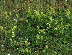 Astragalus cicer