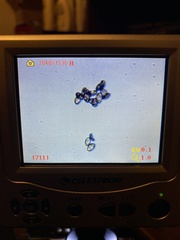 Inocybe pallidicremea