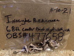 Inocybe pallidicremea