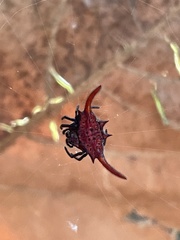Gasteracantha falcicornis