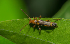 Eclipta amabilis