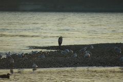 Ardea cinerea