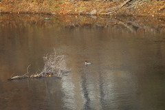 Mergus merganser