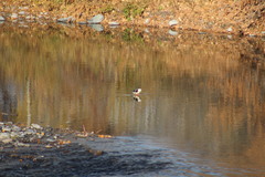 Mergus merganser