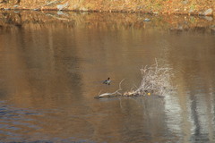 Mergus merganser
