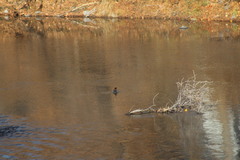 Mergus merganser