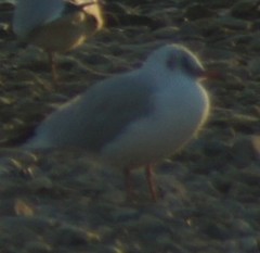 Chroicocephalus ridibundus