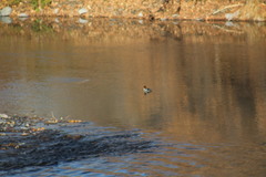 Mergus merganser