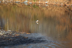 Mergus merganser