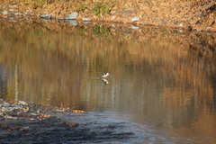 Mergus merganser