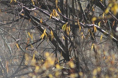 Poecile atricapillus