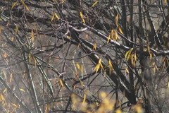 Poecile atricapillus