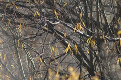 Poecile atricapillus