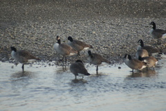Branta canadensis