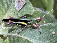 Eupropacris uniformis