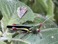 Eupropacris uniformis